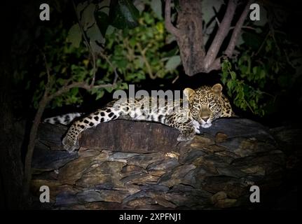 leopardo in giro di notte Foto Stock