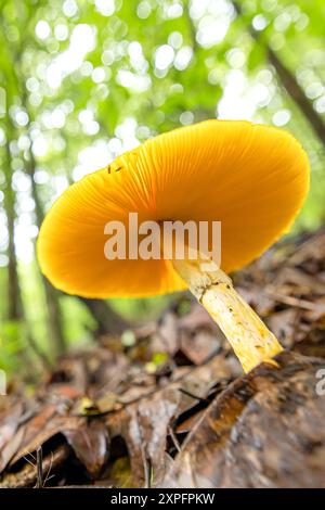 La vista ad angolo basso dei funghi selvatici non identificati crescono sul terreno forestale in primavera. Foresta himalayana. Foto Stock