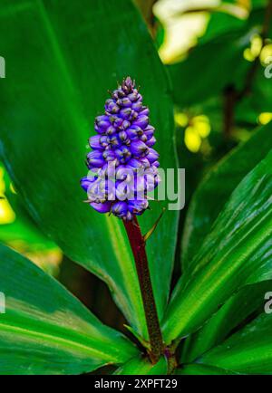 Blue Ginger, Blue-Ginger o zenzero brasiliano, Dichorisandra thyrsiflora, Commelinaceae, tropicali del Sud America Foto Stock