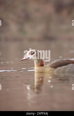 Incredibile nuotata d'anatra nello stagno in autunno. Lei ha colori audaci. Foto Stock