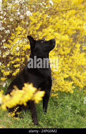 Il cane nero seduto di fronte a un cespuglio in fiore giallo. Foto Stock