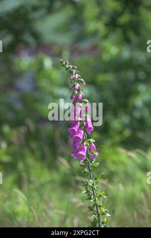 foxglove viola resp. Digitalis purpurea nelle dune di Sankt Peter-Ording, Mare del Nord, Frisia settentrionale, Germania Foto Stock