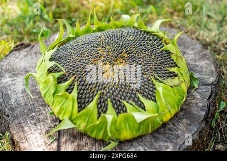 Testa di girasole con semi commestibili neri non sgusciati Foto Stock