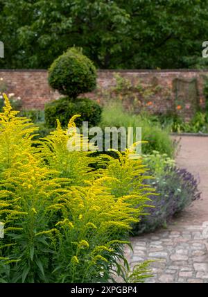 Goldenrod giallo brillante, adatto alle api, cresce presso Eastcote House, storico giardino murato nel borgo di Hillingdon, Londra, Regno Unito. Foto Stock