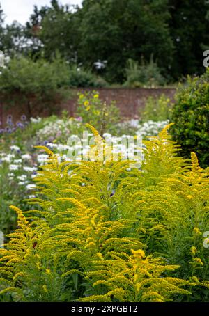 Goldenrod giallo brillante, adatto alle api, cresce presso Eastcote House, storico giardino murato nel borgo di Hillingdon, Londra, Regno Unito. Foto Stock