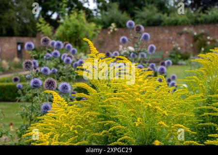 Goldenrod giallo brillante, adatto alle api, cresce presso Eastcote House, storico giardino murato nel borgo di Hillingdon, Londra, Regno Unito. Foto Stock