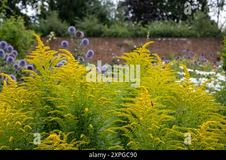 Goldenrod giallo brillante, adatto alle api, cresce presso Eastcote House, storico giardino murato nel borgo di Hillingdon, Londra, Regno Unito. Foto Stock