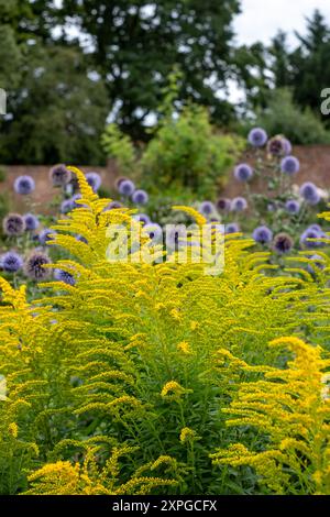 Goldenrod giallo brillante, adatto alle api, cresce presso Eastcote House, storico giardino murato nel borgo di Hillingdon, Londra, Regno Unito. Foto Stock