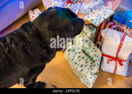 Un vecchio Labrador nero si erge accanto ai regali di Natale sotto un albero decorato in un ambiente accogliente, catturando lo spirito delle festività natalizie. Foto Stock