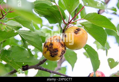 Macchie batteriche sulla pesca Prunus persica frutta, macchie di scabro nero brutte sui frutti di picca. Alberi di pesca che crescono in giardino in estate. Foto Stock