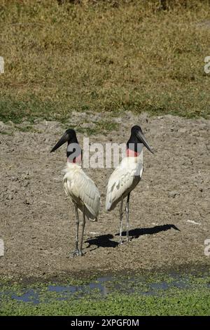 Tuiuiu il bisd considerato il simbolo di Pantanal del Mato grosso, visto qui sulla strada della Transpantaneira, Mato grosso Estate, Brasile Foto Stock