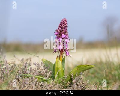 Un'orchidea gigante (Himantoglossum robertianum) che fiorisce in un prato, giornata di sole in primavera, Camargue (Francia) Foto Stock