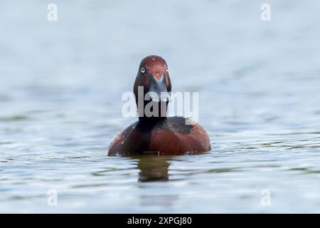 Ferruginous Duck, Aythya nyroca, maschio adulto singolo, drake, nuoto sullo stagno di acqua dolce, Hortobagy, Ungheria, 2 maggio 2024 Foto Stock