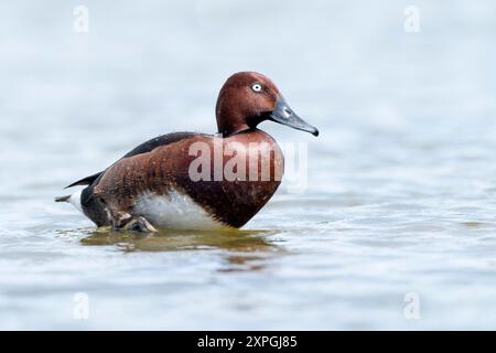 Ferruginous Duck, Aythya nyroca, maschio adulto singolo, drake, nuoto sullo stagno di acqua dolce, Hortobagy, Ungheria, 2 maggio 2024 Foto Stock