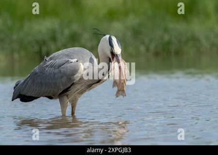 Grey Heron, Ardea cinerea, un solo adulto che si nutre di pesci grandi, Hortobagy, Ungheria, 3 maggio 2024 Foto Stock