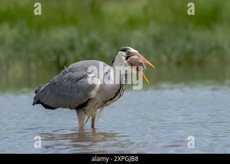 Grey Heron, Ardea cinerea, un solo adulto che si nutre di pesci grandi, Hortobagy, Ungheria, 3 maggio 2024 Foto Stock