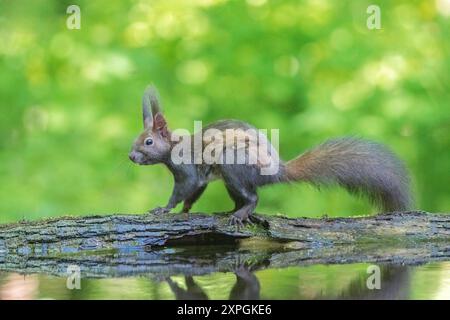 Red Squirrel, Sciurus vulgaris, single adult standing on log near water, Hortobagy, Hungary, 1 May 2024 Foto Stock