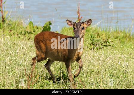 Cervo muntjac di Reeve, Muntiacus reevesi, femmina adulta, che cammina sull'erba vicino all'acqua, Norfolk, Regno Unito Foto Stock