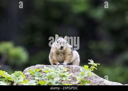 Ritratto di un chipmunk in piedi su una grande roccia nel Parco Nazionale delle Montagne Rocciose. Foto Stock