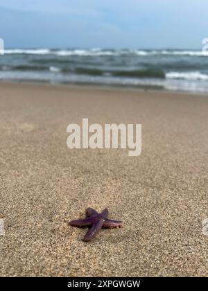 Stelle marine viola bagnate sulla sabbia sulla spiaggia da vicino sullo sfondo del mare. Foto Stock