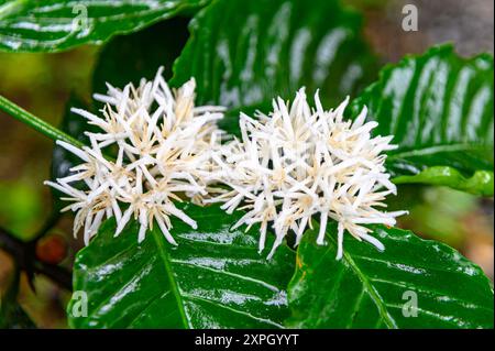 Blüte des Kaffeebaumes, fiore di un caffè arabo in Costa Rica Foto Stock