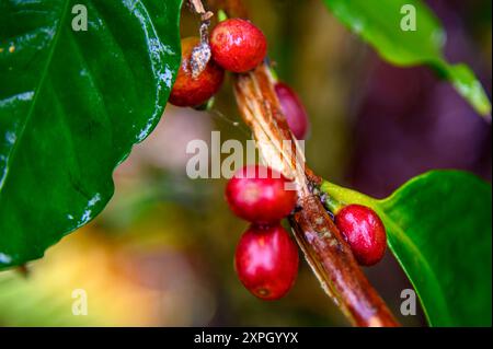 Frutta dell'albero del caffè, chicco di caffè sull'albero Foto Stock