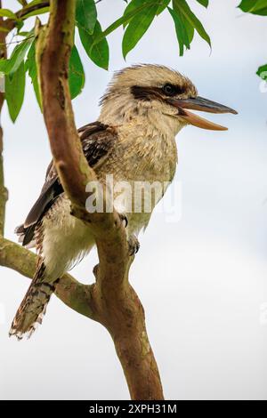 Un'immagine ridendo di primo piano di kookaburra. Si tratta di un kingfisher grande e robusto con una testa biancastra e una striscia scura. Foto Stock