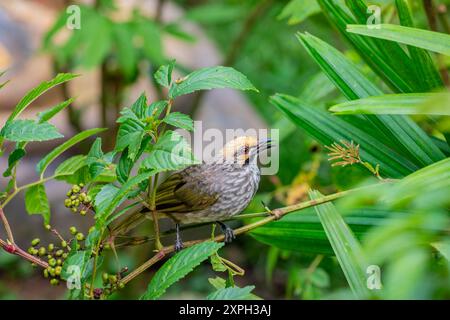 Il bulbul con testa di paglia (Pycnonotus zeylanicus) è una specie di uccello di sego della famiglia bulbul, Pycnonotidae. Si trova nella penisola malese Foto Stock