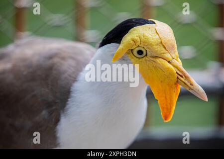 Un'immagine di primo piano con lappatura mascherata. E' un grande uccello, comune e cospicuo originario dell'Australia, in particolare delle parti settentrionali e orientali Foto Stock