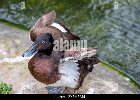 A BAER'S POCHARD (Aythya baeri). Un'anatra subacquea trovata nell'Asia orientale. Si riproduce nel sud-est della Russia e nel nord-est della Cina, migrando in inverno verso sud Foto Stock