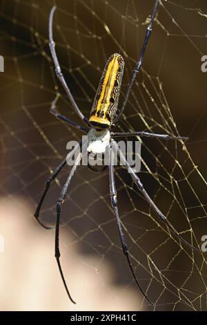 I ragni ORB-weaver sono membri della famiglia dei ragni Araneidae. Sono il gruppo più comune di costruttori di nastri a forma di ruota a spirale che si trovano spesso in g Foto Stock