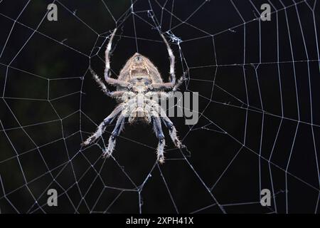 Parawixia dehaani, conosciuta in Australia come "Abandoned-web Orb-weaver", è una specie di ragno della famiglia Araneidae che è ampiamente dis Foto Stock