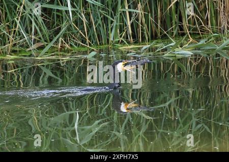 Kormoran jagt einen Fisch Foto Stock