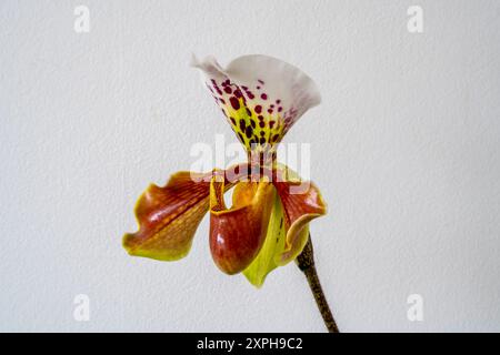 Primo piano di un Paphiopedilum fiorito, Lady's Slipper. Pantofola di Venere o orchidea di Callosum (Paphilopedium) Foto Stock