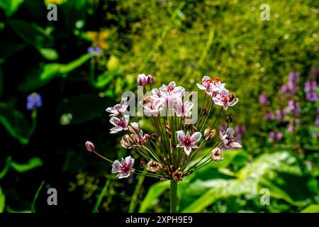 Api che visitano una corsa in fiore (Butomus umbellatus) Foto Stock