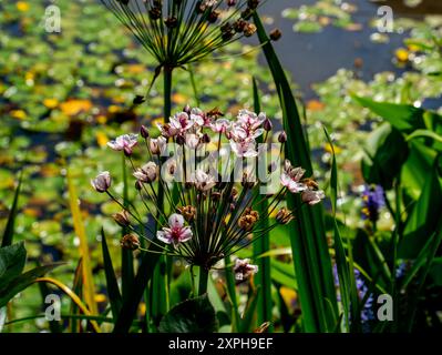 Api che visitano una corsa in fiore (Butomus umbellatus) Foto Stock