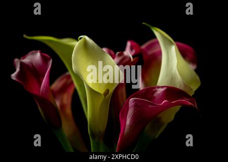 bouquet di gigli di calla in sfumature di giallo e viola, su sfondo nero. i colori vivaci e le forme eleganti creano un bellissimo contrasto. B Foto Stock