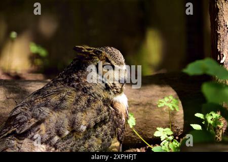 Un grande gufo cornuto al Dartmoor Zoo Park. Foto Stock