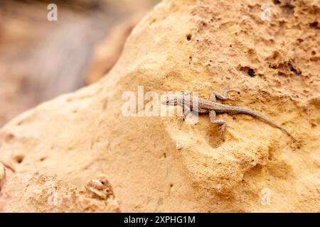 Lucertola in comune, Cathedral Wash Trail, Glen Canyon, Vermilion Cliffs, Arizona, STATI UNITI Foto Stock