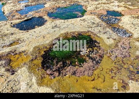 Vita marina della piscina di marea. Grandi depositi di marea pieni di vita marina scolpiti nella piattaforma rocciosa di Botanical Beach. Vicino a Port Renfrew, British Columbia. Foto Stock