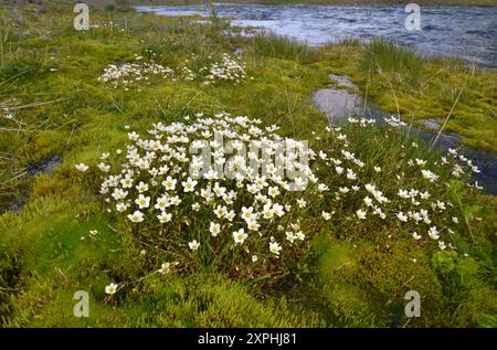 Mossy Sassifraga - Saxifraga hypnoides Foto Stock