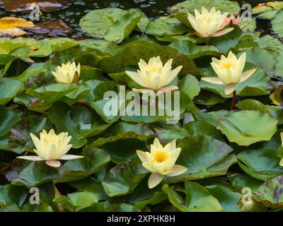 I fiori di Nymphaea "Marliacea Chromatella" fioriscono tra le loro foglie galleggianti su uno stagno estivo Foto Stock