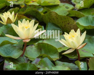 I fiori di Nymphaea "Marliacea Chromatella" fioriscono tra le loro foglie galleggianti su uno stagno estivo Foto Stock