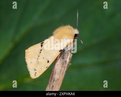 Adulto, giallo marrone Buff Ermine falena Regno Unito, Spilosoma luteum Foto Stock