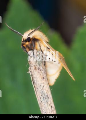 Adulto, giallo marrone Buff Ermine falena Regno Unito, Spilosoma luteum Foto Stock