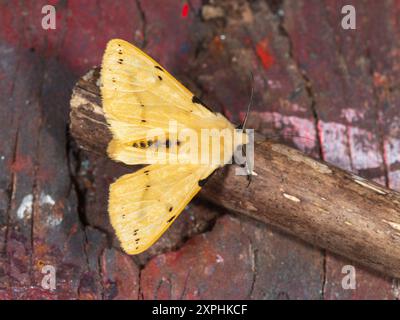 Adulto, giallo marrone Buff Ermine falena Regno Unito, Spilosoma luteum Foto Stock