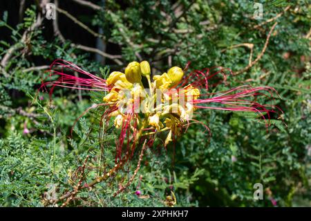 Fiori esotici da giardino, Bird of Paradise Foto Stock