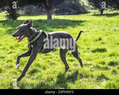 Fergie, un Whippet maschio di 9 mesi. Foto Stock