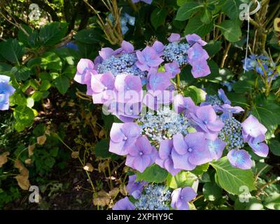 Hydrangea macrophylla "Taube" Foto Stock