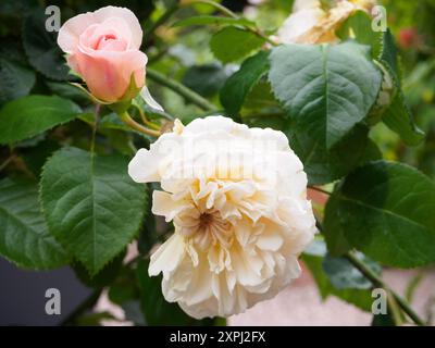 Rosa Emily Bronte Foto Stock